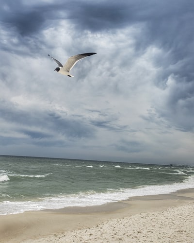 A bird flying in the shore during the day
